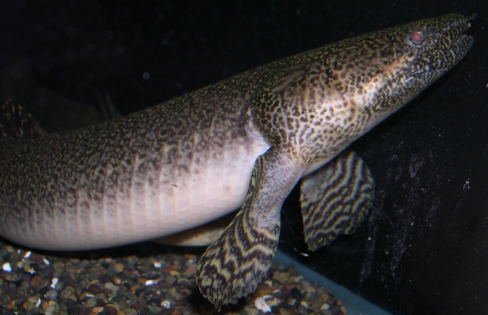 Polypterus ornatipinnis